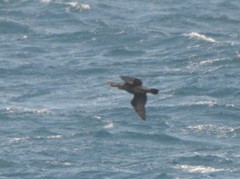 Phalacrocorax capillatus