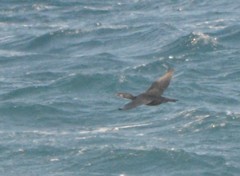 Phalacrocorax capillatus