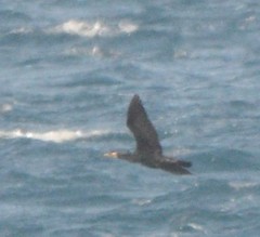 Phalacrocorax capillatus