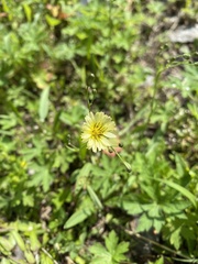 Lactuca indica