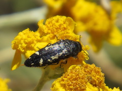 Acmaeodera retifera