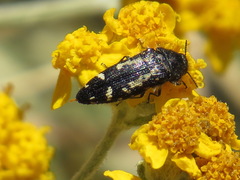 Acmaeodera retifera