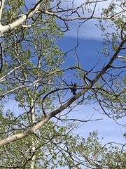 Sphyrapicus thyroideus