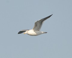 Larus