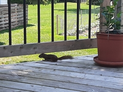 Tamiasciurus hudsonicus