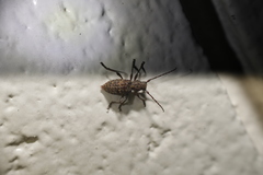 Plectrura spinicauda