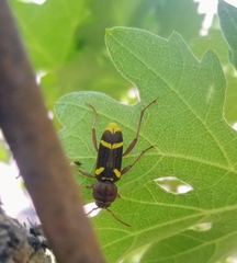 Xylotrechus insignis