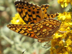 Speyeria coronis coronis