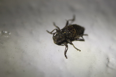 Plectrura spinicauda