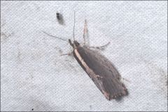 Archaereta dorsivittella