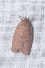 Garrha repandula