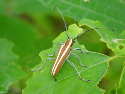 Round-headed Apple Tree Borer photo 5