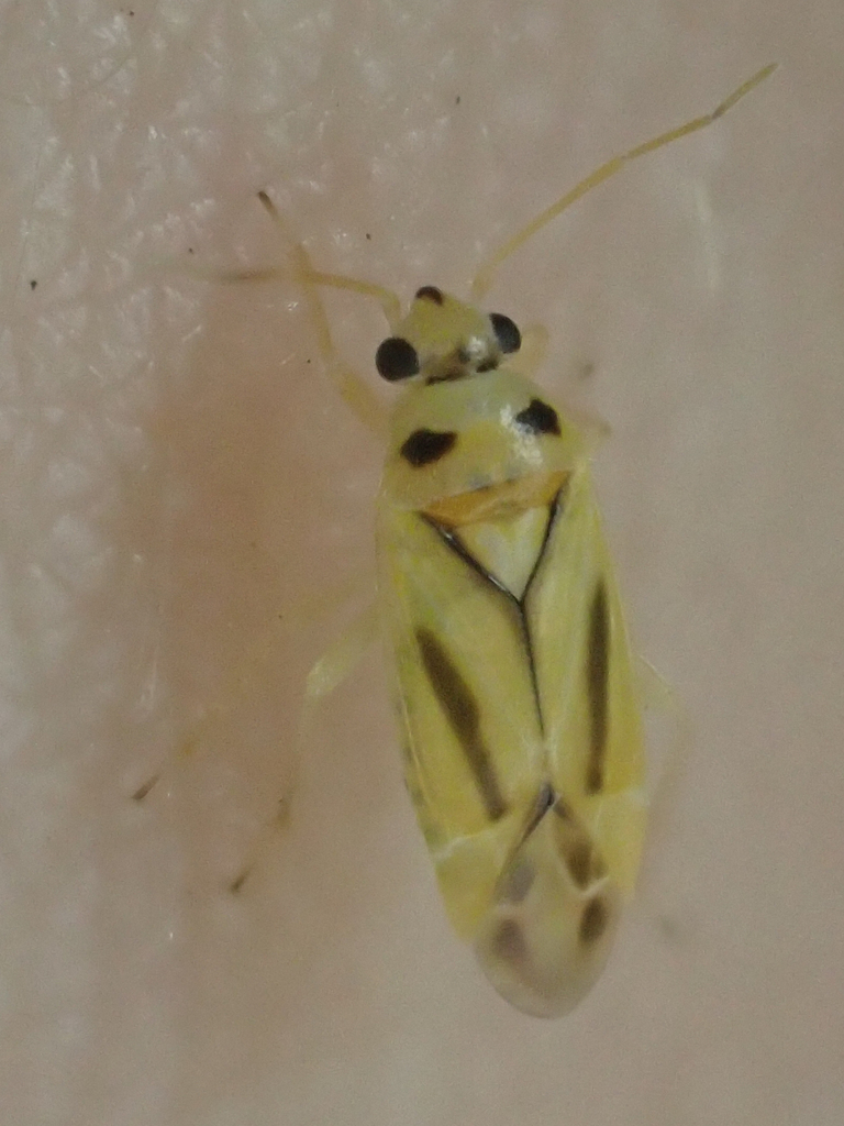 Vanduzeephylus falcatus