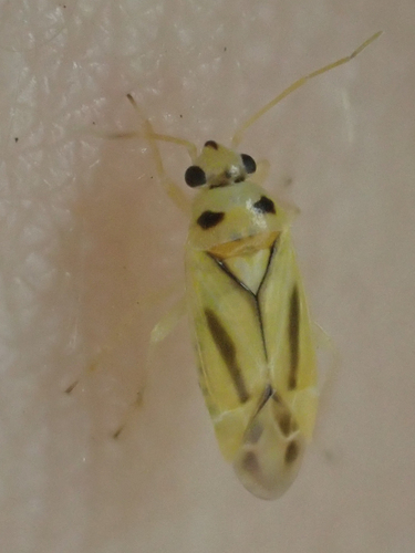 Vanduzeephylus falcatus