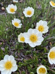 Dryas octopetala