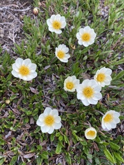 Dryas octopetala