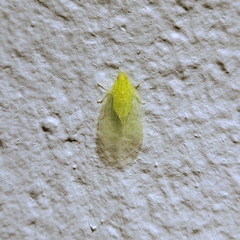 Tropiduchinae