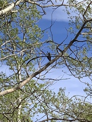 Sphyrapicus thyroideus