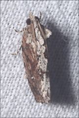 Oxysemaphora notialis