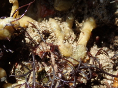 Halichondria panicea