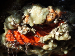 Halichondria panicea