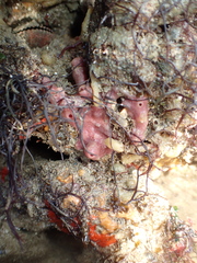 Haliclona cinerea