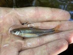 Notropis texanus