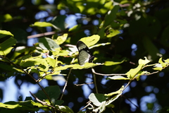 Hypolimnas anthedon wahlbergi