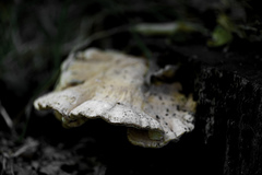 Laetiporus sulphureus