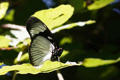 Hypolimnas anthedon wahlbergi
