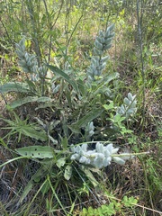 Lupinus villosus