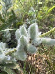 Lupinus villosus