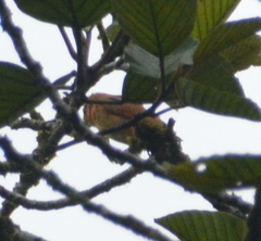 Campylorhynchus zonatus