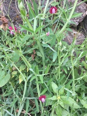 Lathyrus
