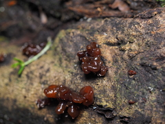 Tremella vesiculosa