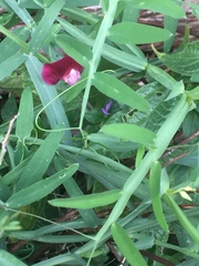 Lathyrus