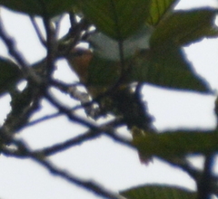 Campylorhynchus zonatus