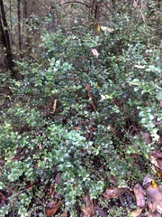 Metrosideros perforata