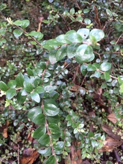 Metrosideros perforata