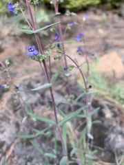 Penstemon humilis