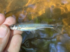 Notropis texanus