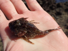 Taurulus bubalis