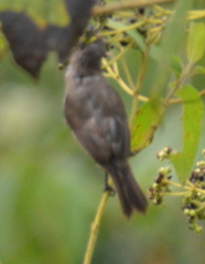 Sporophila corvina