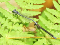 Pseudagrion furcigerum