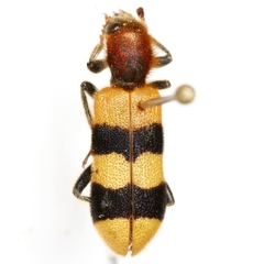 Trichodes bibalteatus