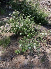 Physocarpus malvaceus