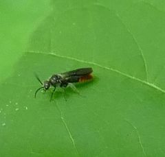 Pseudomethoca vanduzei