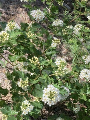Physocarpus malvaceus