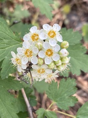 Physocarpus malvaceus