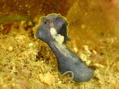 Prostheceraeus moseleyi